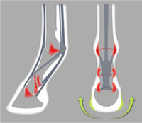 ACR 330 Full Rolling Shoe