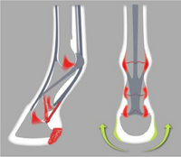 ACR 332 Full Rolling Onion Shoe