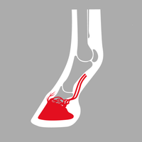 ACR 360 Rocking Shoe