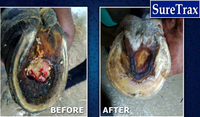 Suretrax Hoof Treatment