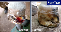 Suretrax Hoof Treatment